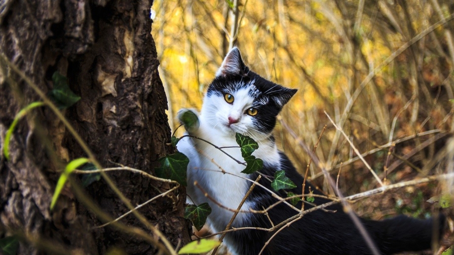 Кот на дереве осень
