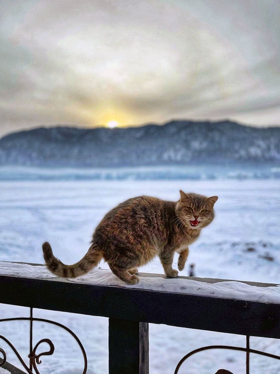 Кот прогуливается