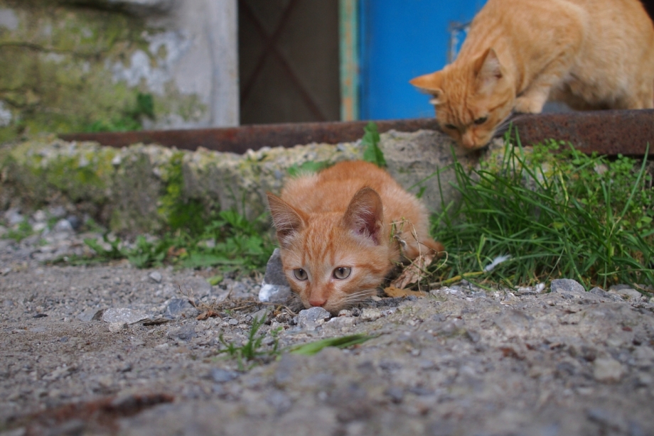Коты гуляют