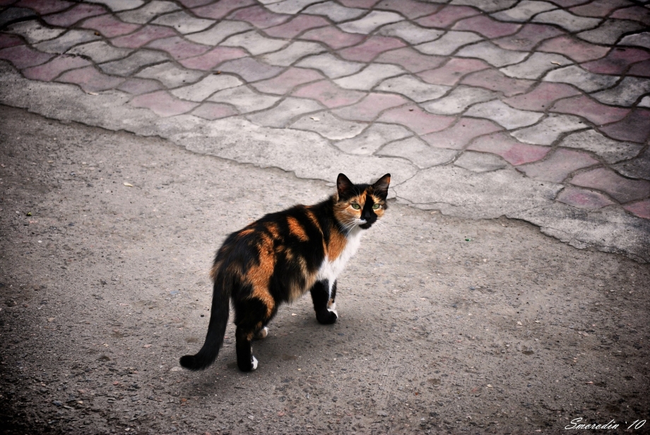 Кошка гуляет