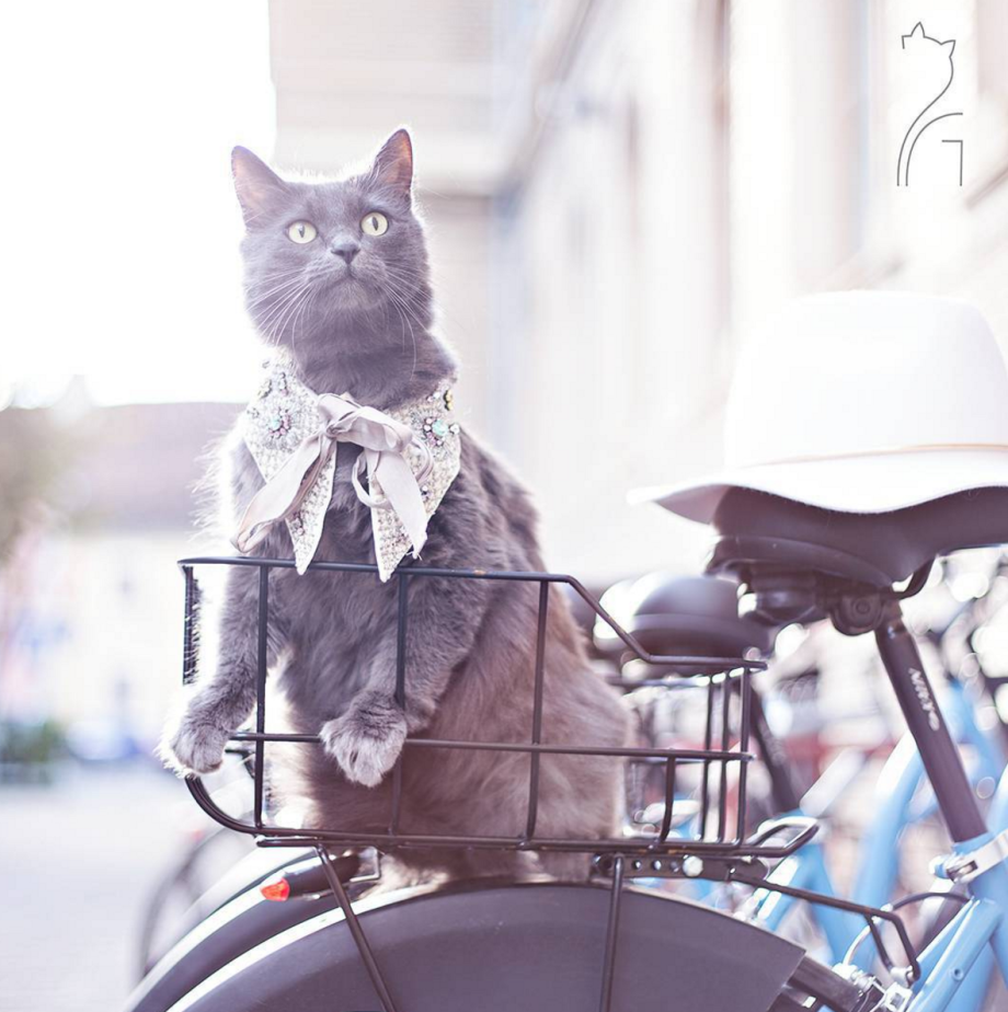 Кошечка в очках