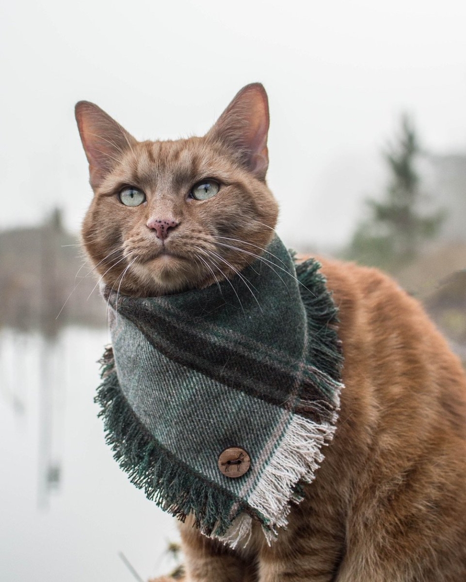 Гламурный котик