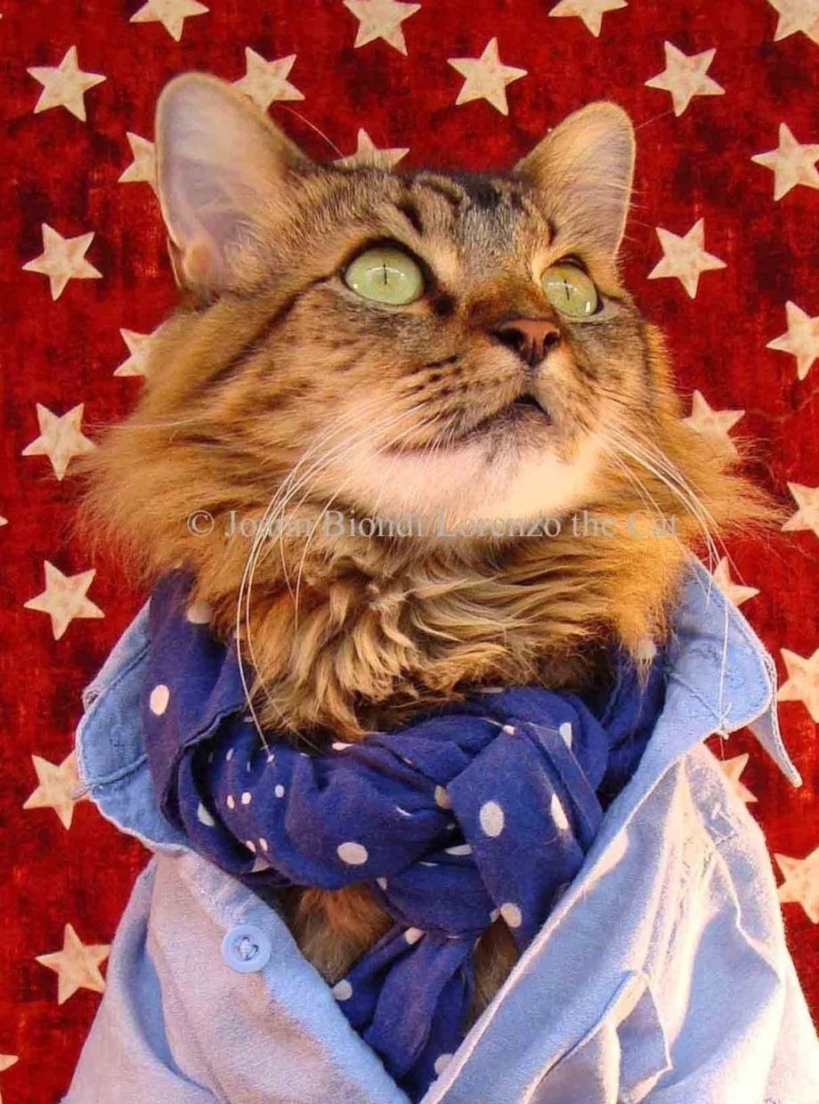 Модные котики в очках