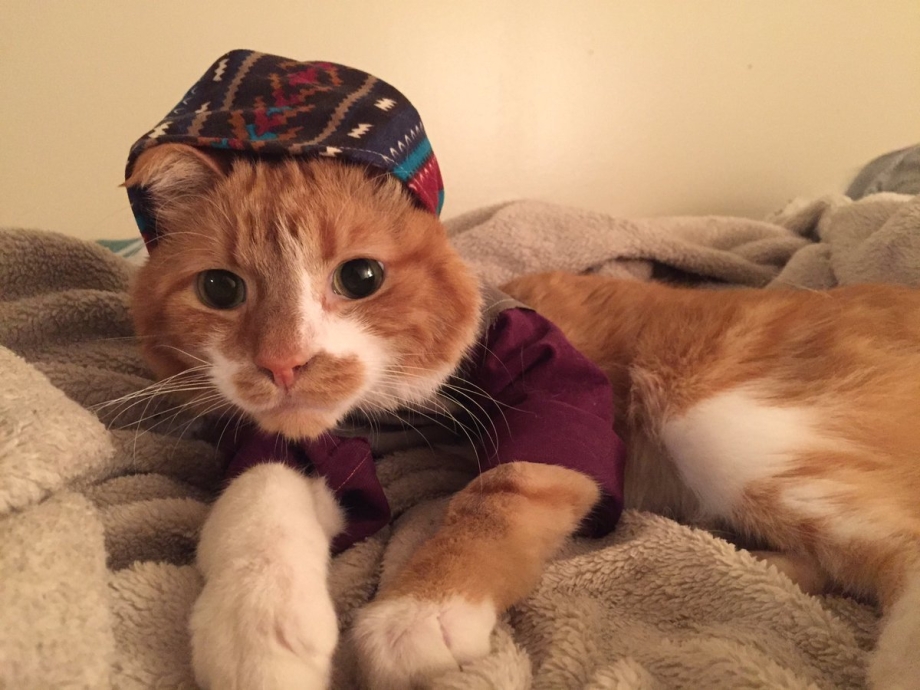 Котята в одежде