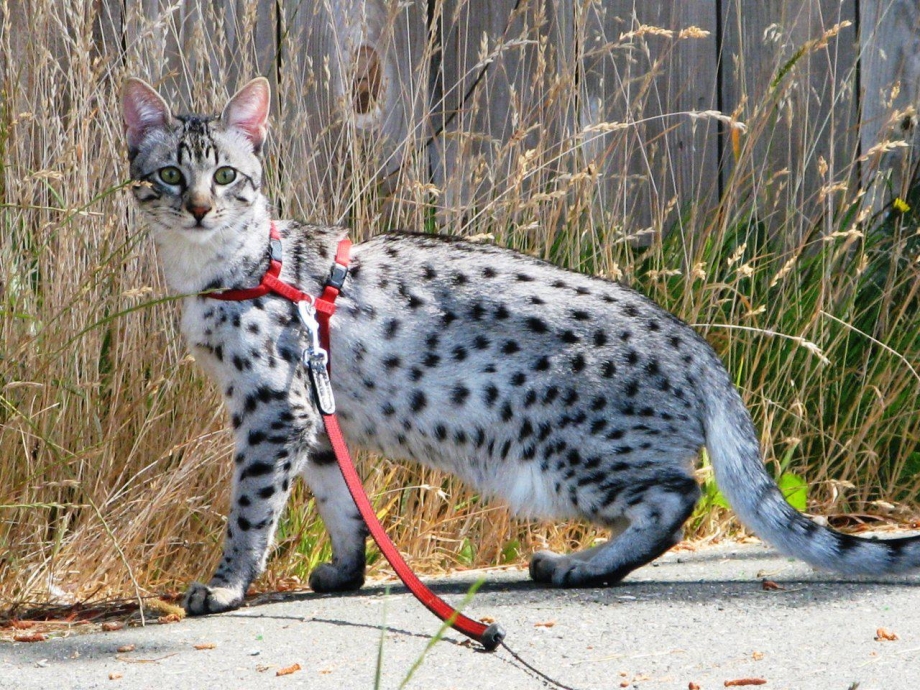 Саванна кошка