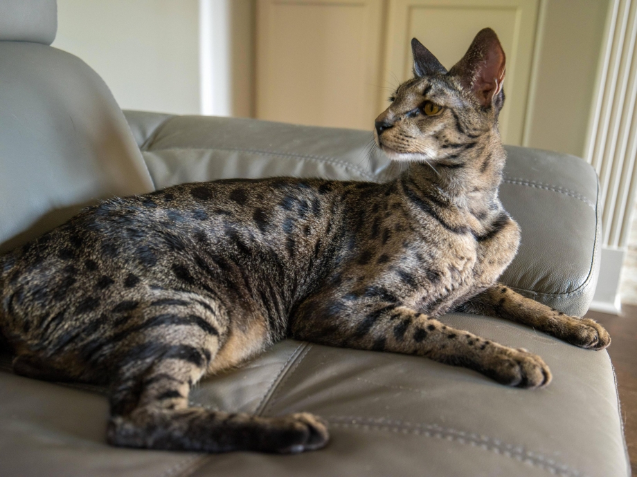 Большая кошка Саванна