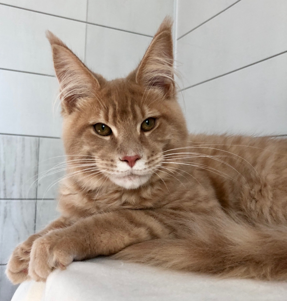 Кот породы Мейн кун