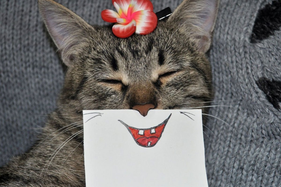 Улыбка кота