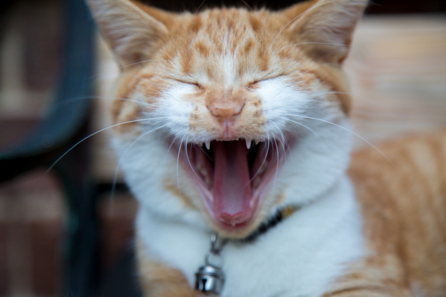 Котенок ржет