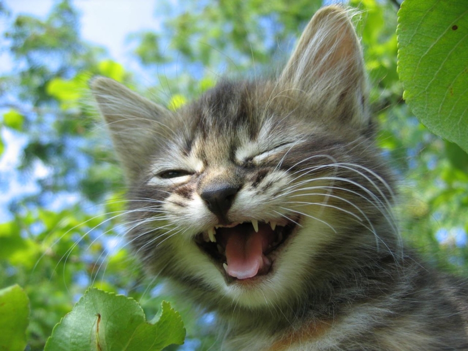 Кошечка смеется