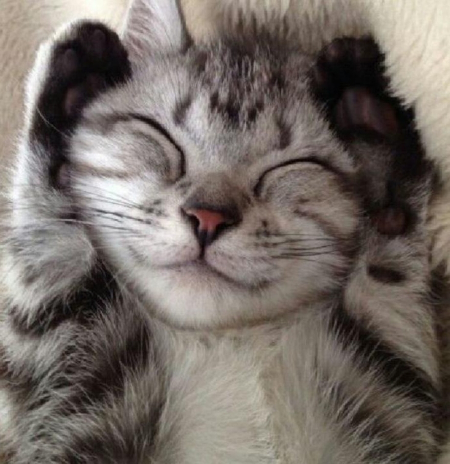 Довольный котенок