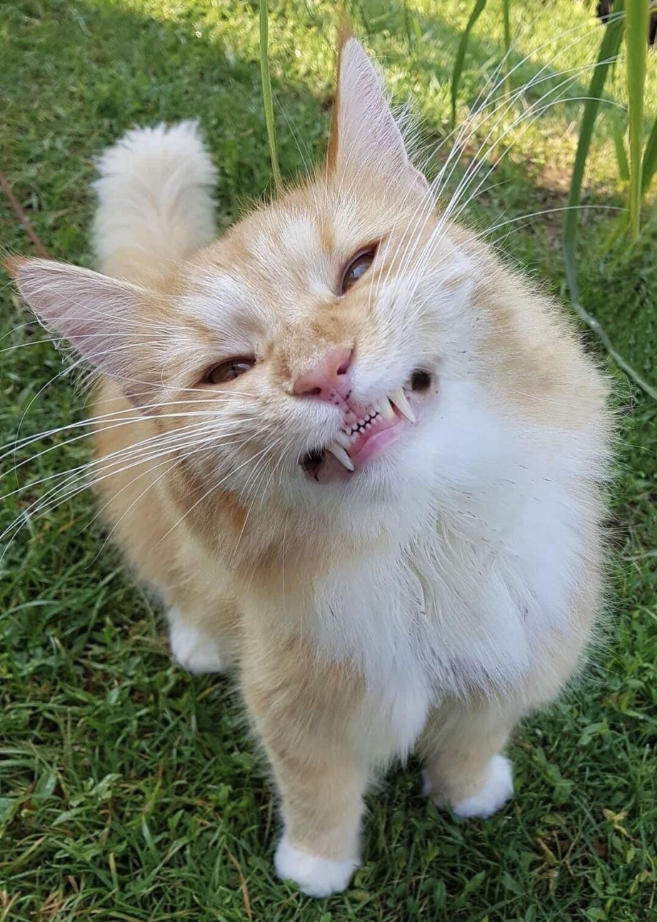Смешные котики