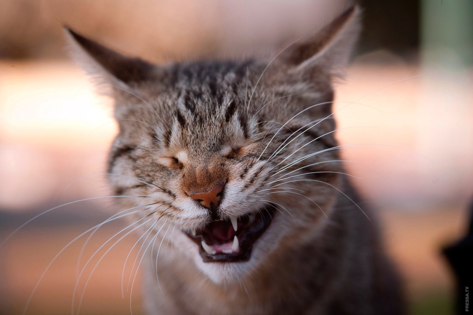 Смешной кот