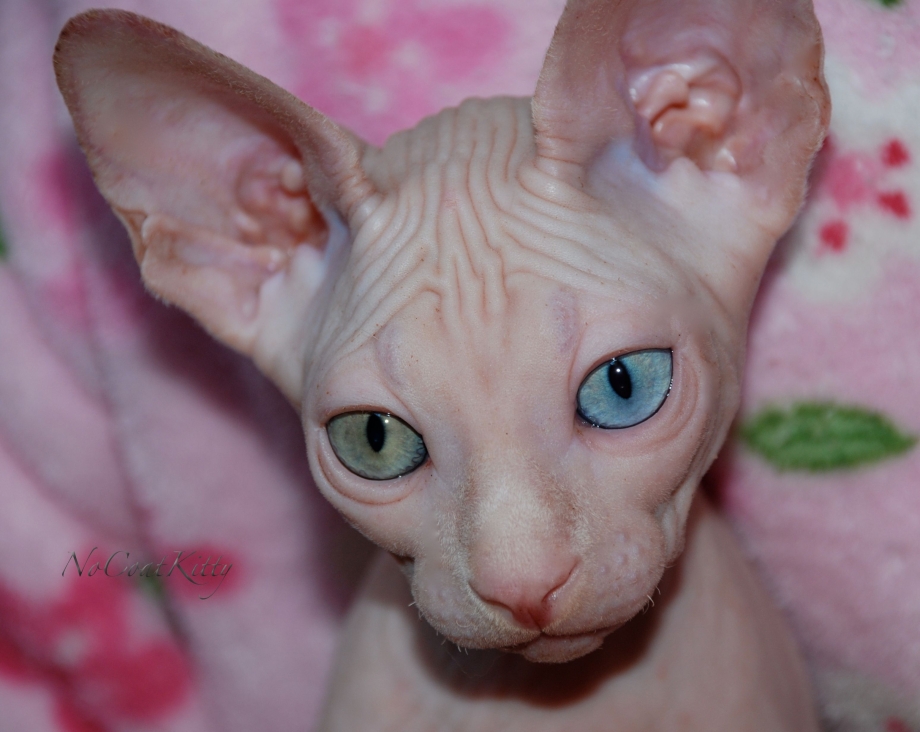 Канадский сфинкс фото котят