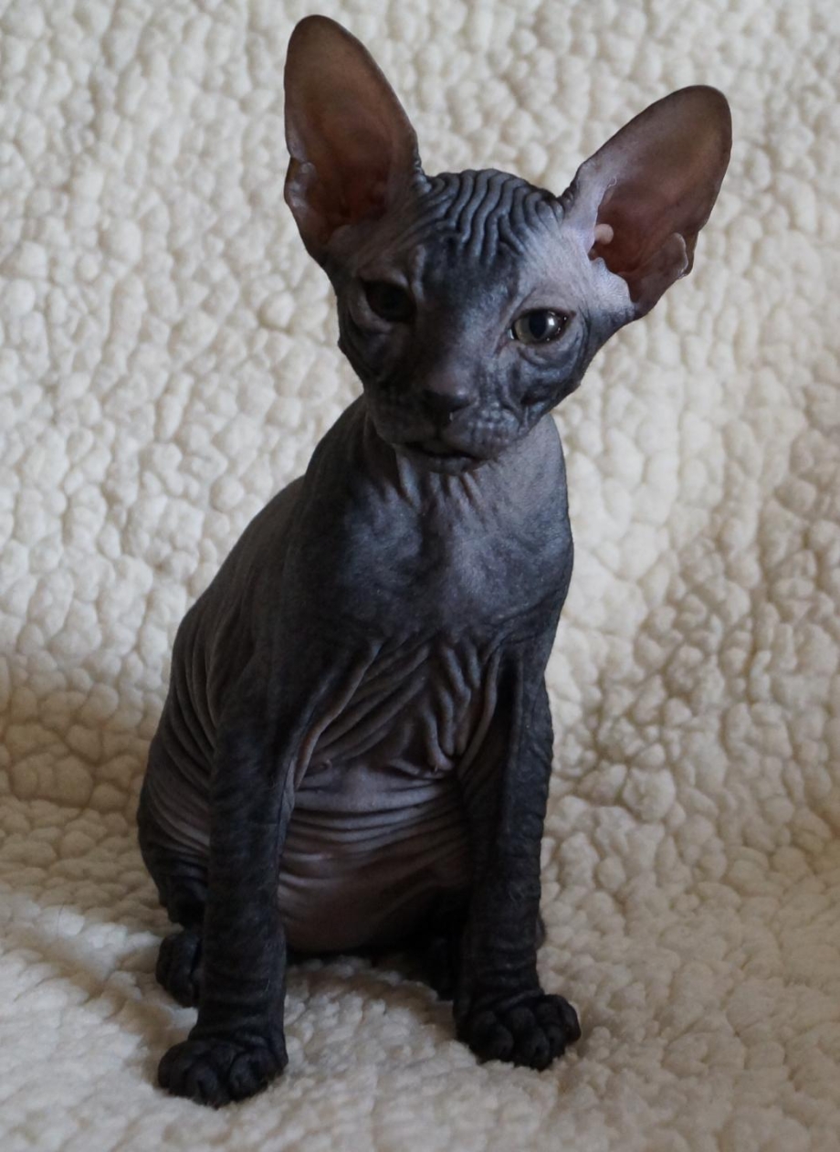 Сфинкс кошка