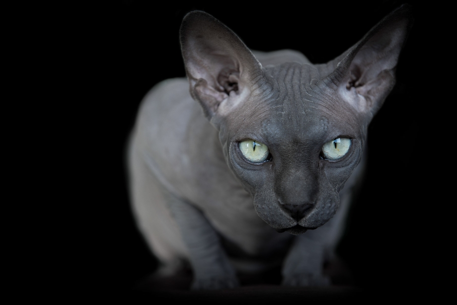 Сфинкс кошка