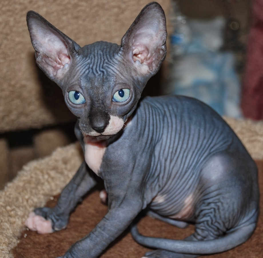 Чёрный сфинкс кошка