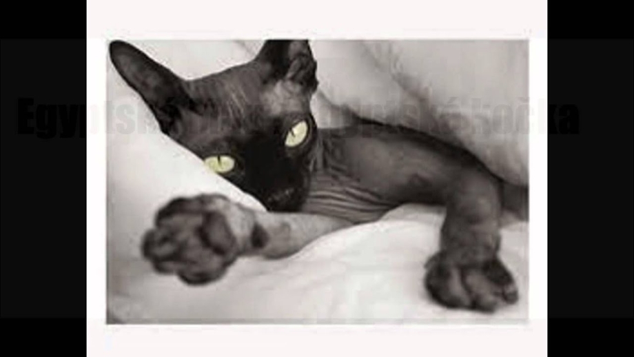 Сфинкс кошка