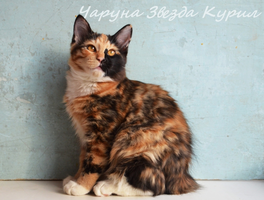 Курильский бобтейл трехцветный