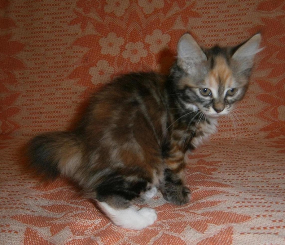Кот Курильский бобтейл черепаховый