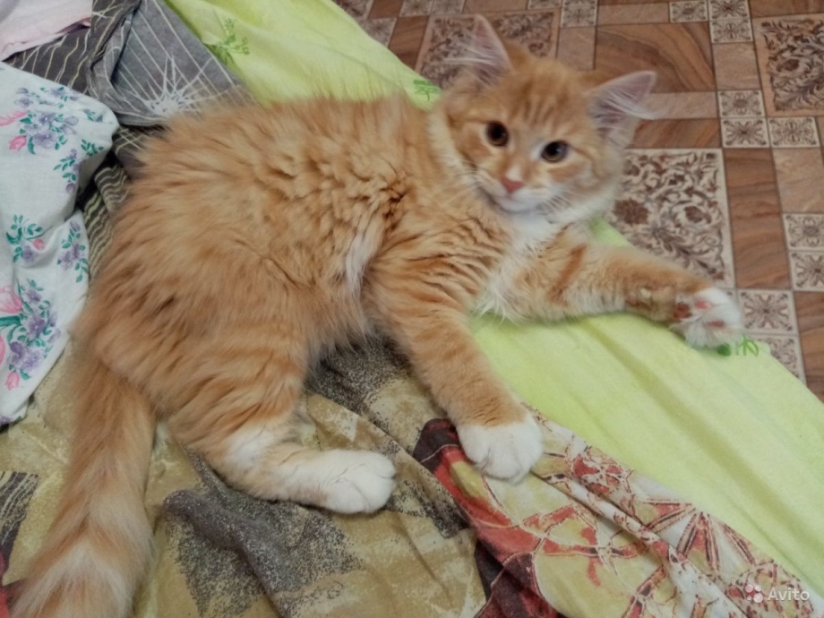 Помесь сибирской кошки рыжий