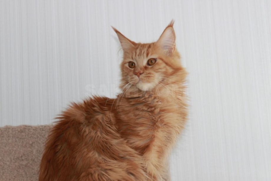 Коты Мейн кун 9 месяцев