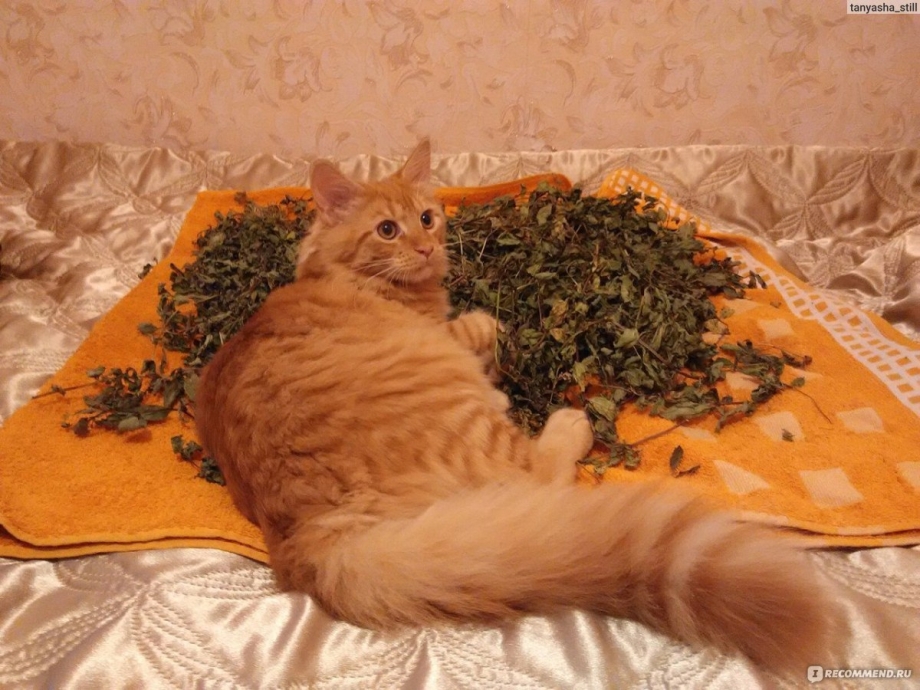 Рыжий кот метис Мейн куна