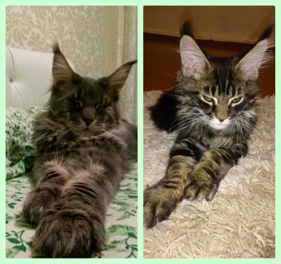 Метис Мейн куна короткошерстный