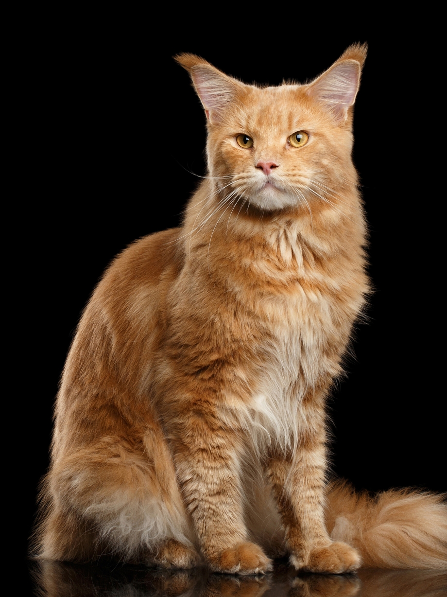 Коты Мейн куны