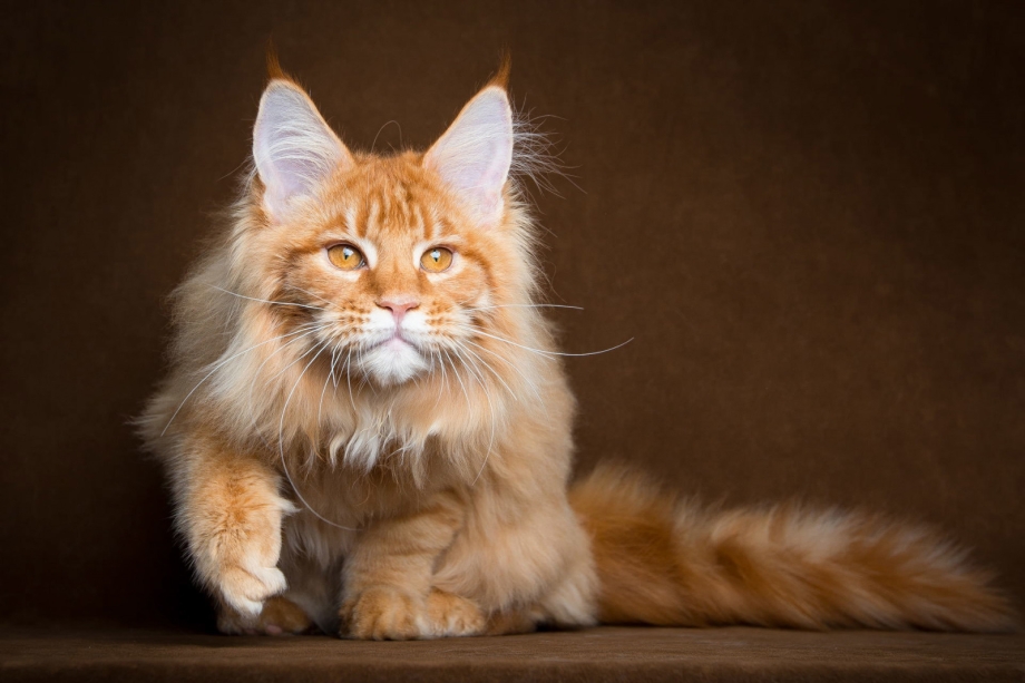 Коты куин Мейн