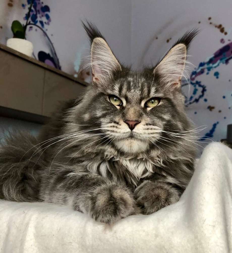 Кот и кошка Мейн кун