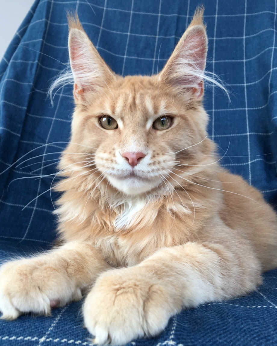 Котята Мейн кун