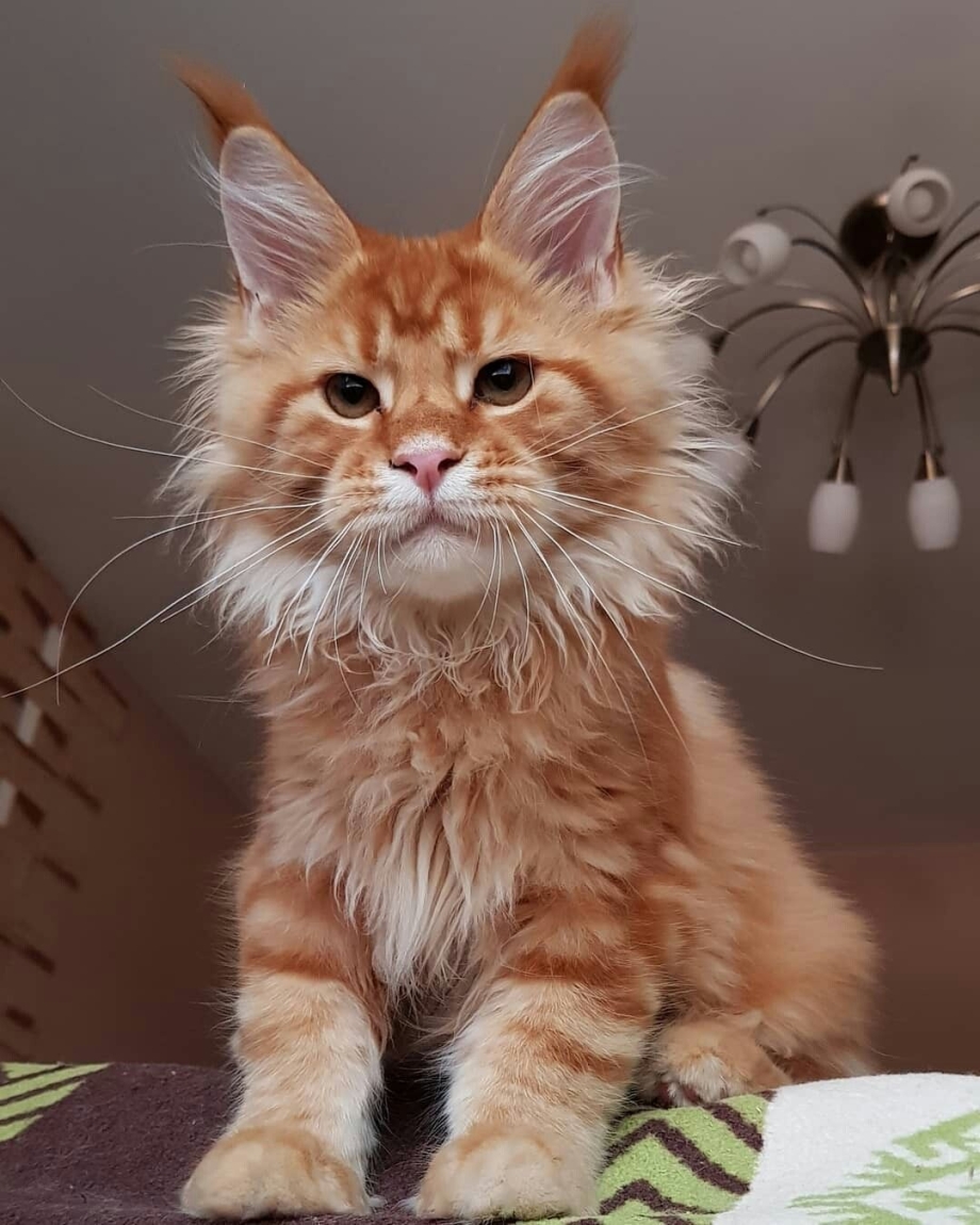 Кот Мейн кун рыжий и чёрный