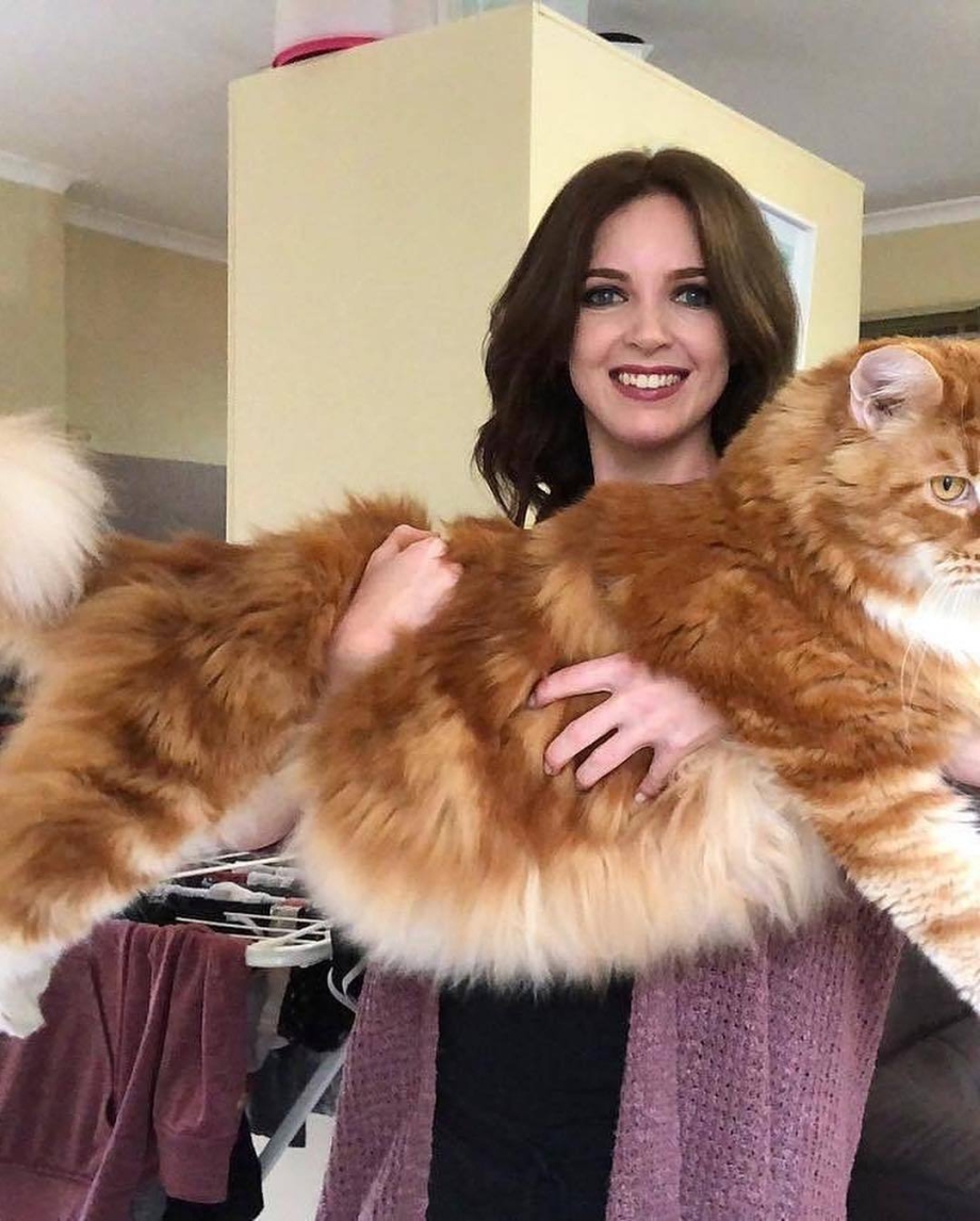Самая большая кошка домашняя Мейн кун