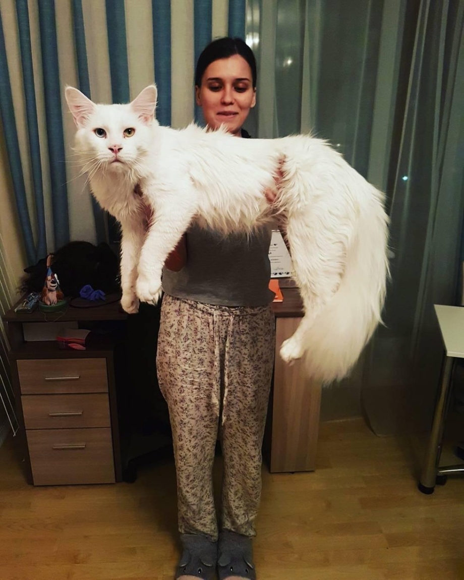 Кот гигант Мейн кун