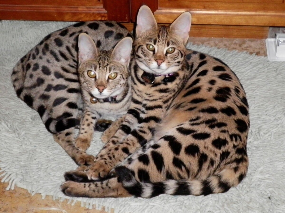 Кот породы Саванна