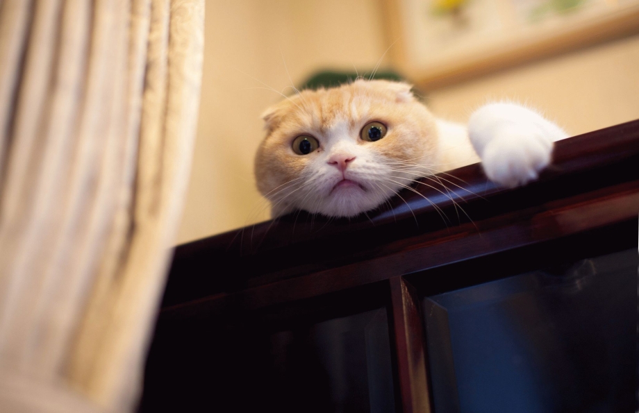 Смешные вислоухие кошки