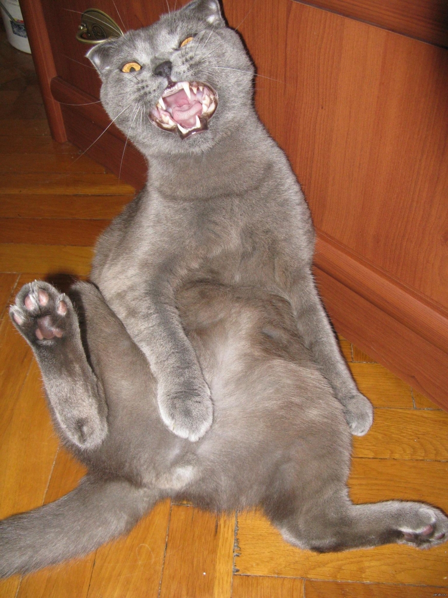 Кот Манчкин вислоухий