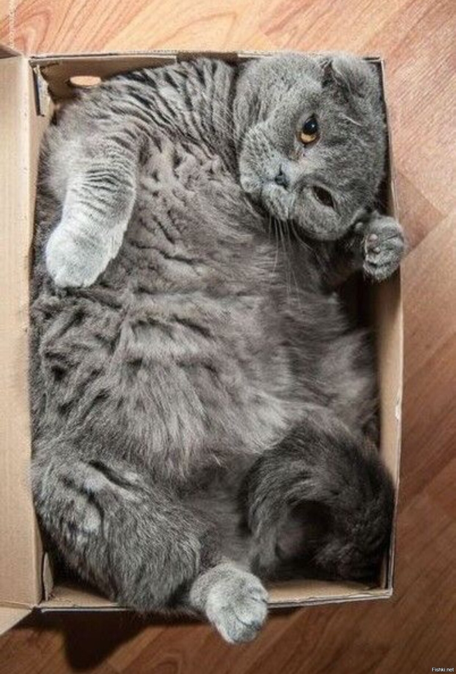Удивленный жирный кот