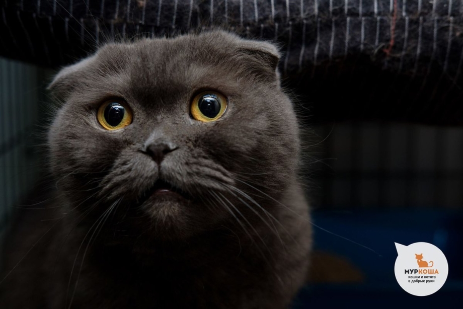 Шотландская вислоухая кошка