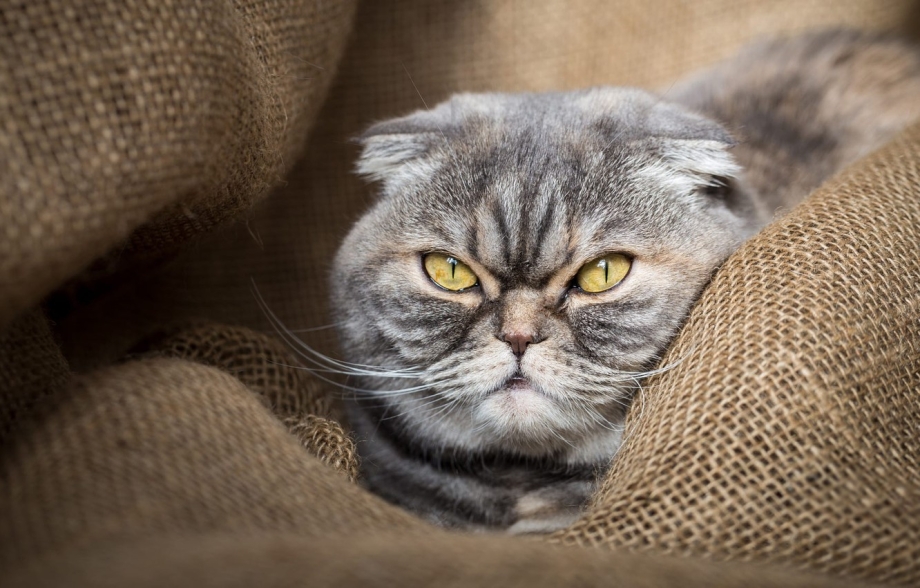 Рыжий вислоухий кот