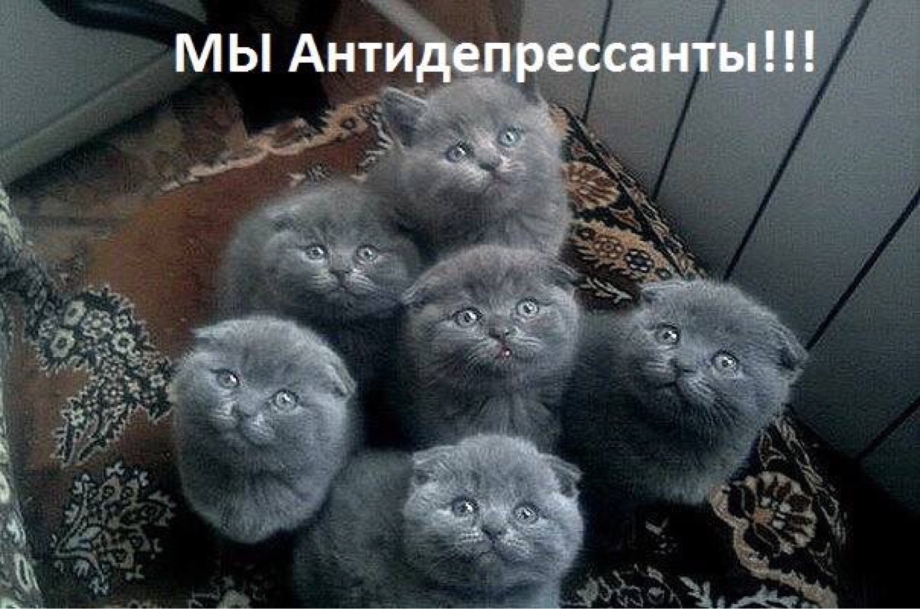 Скоттиш-фолд Шотландская вислоухая кошка