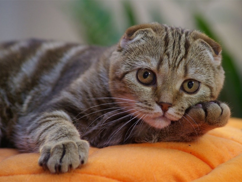 Смешные Шотландские коты