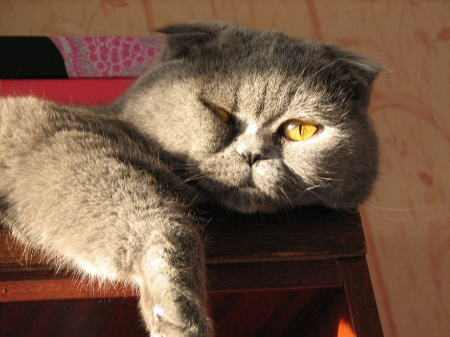 Шотландские вислоухие котята