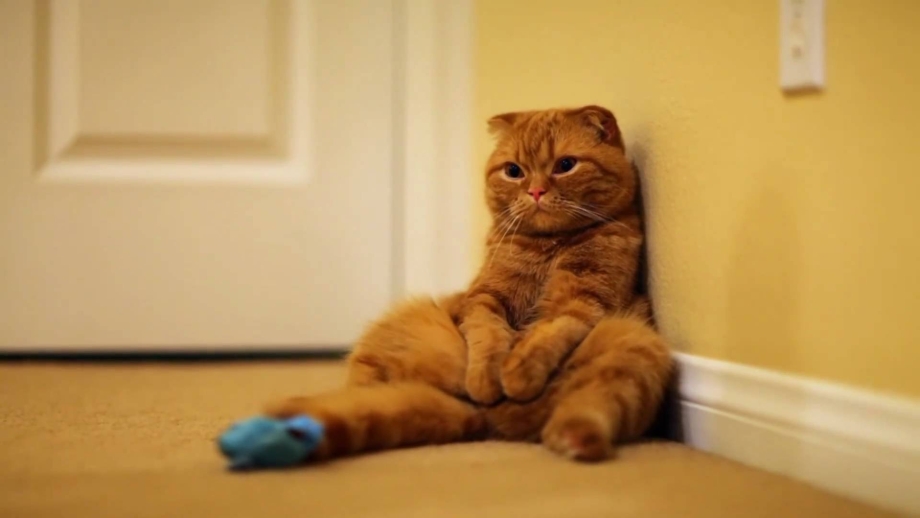 Смешной вислоухий кот