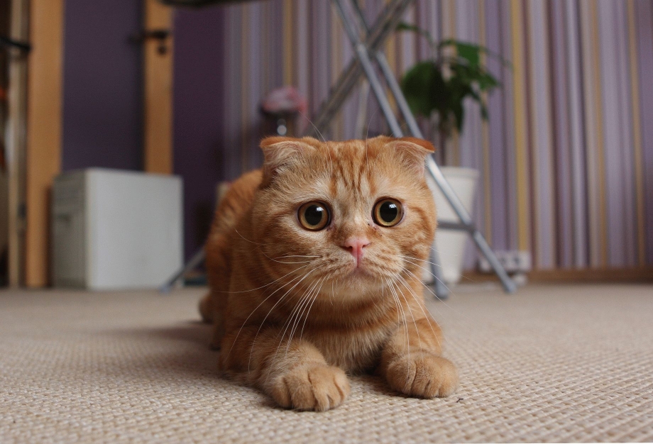 Вислоухая кошка