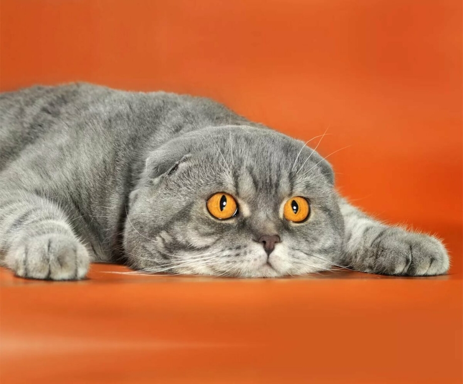 Шотландский вислоухий кот серый