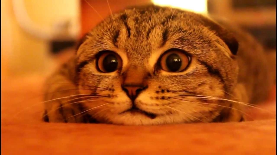 Строгий котик