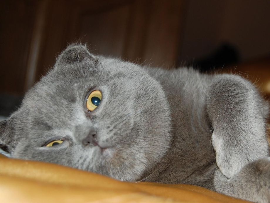 Скоттиш фолд поза Будды