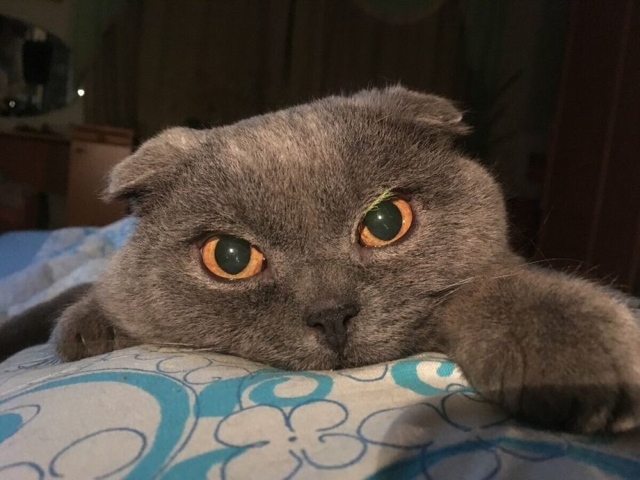 Вислоухий кот Эстетика